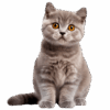 Fluffy British Shorthair Kittens Home