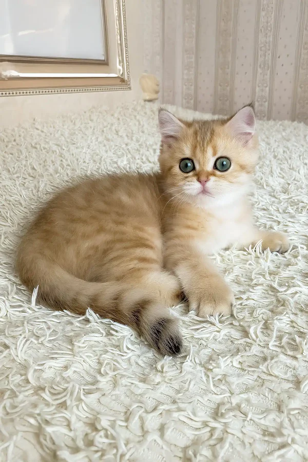 ulan-british-shorthair-kitten-984_600x