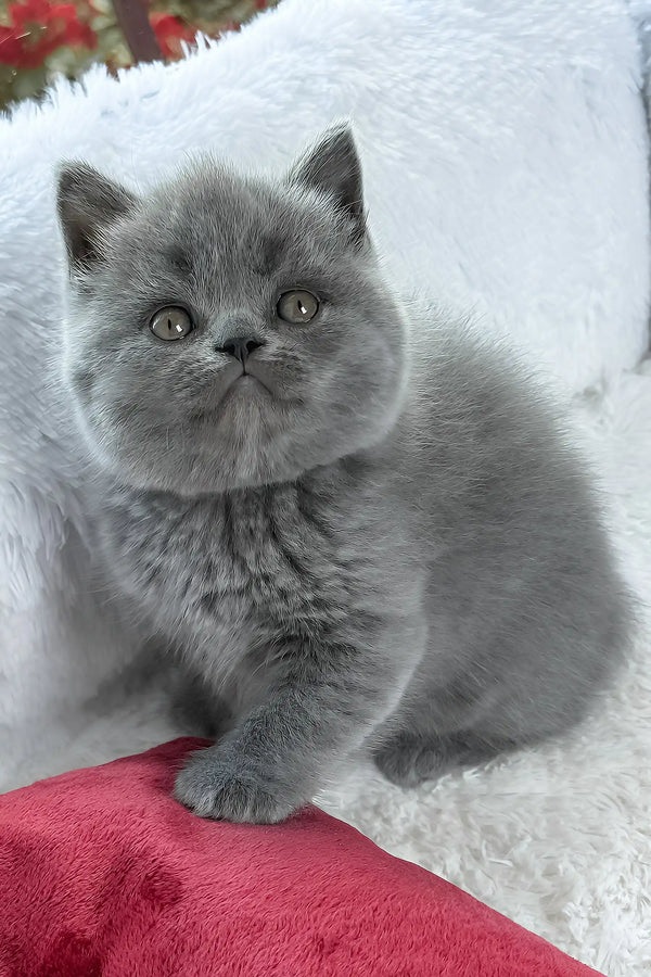xander-british-shorthair-kitten-221_600x