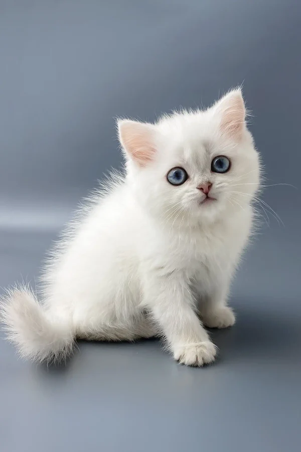 york-british-shorthair-kitten-330_600x