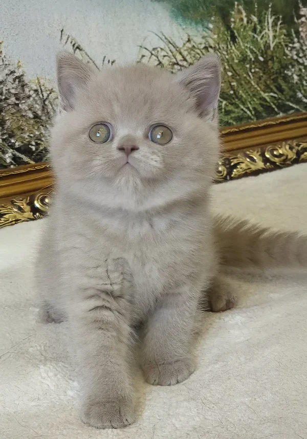 sashka-british-shorthair-kitten-733_600x sashka-british-shorthair-kitten-733_600x