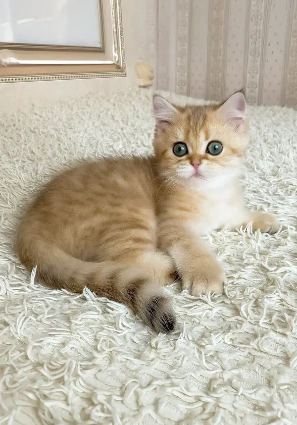 ulan-british-shorthair-kitten-984_600x