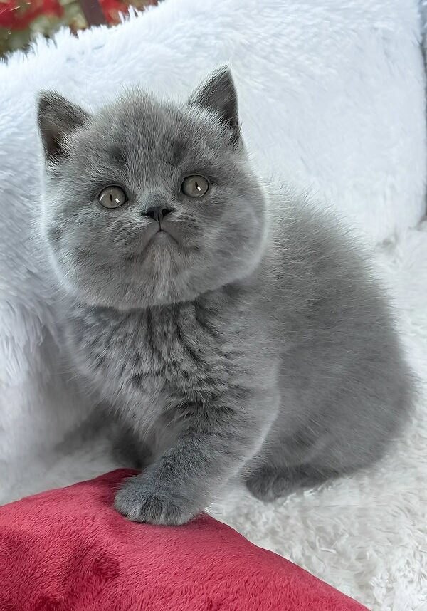 xander-british-shorthair-kitten-221_600x