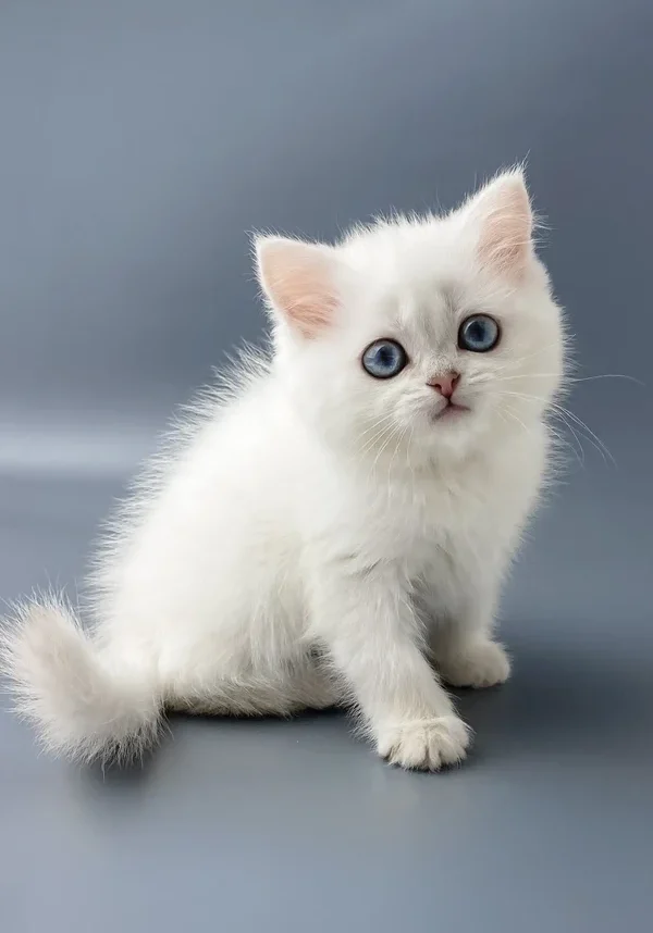 york-british-shorthair-kitten-330_600x